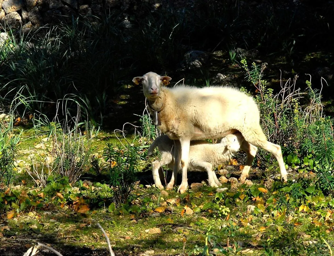 Alaro Natura Rural Suites Spagna